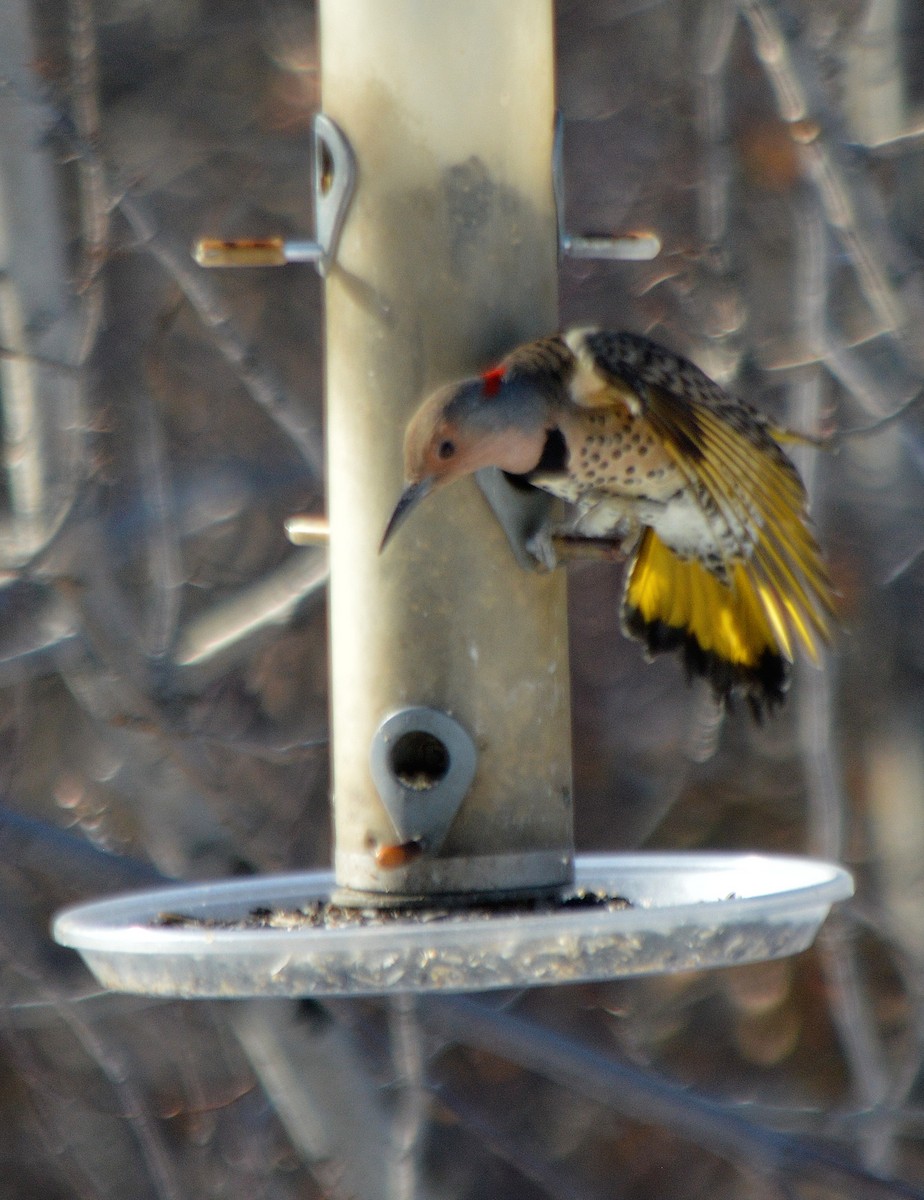 Northern Flicker (Yellow-shafted) - ML507077521