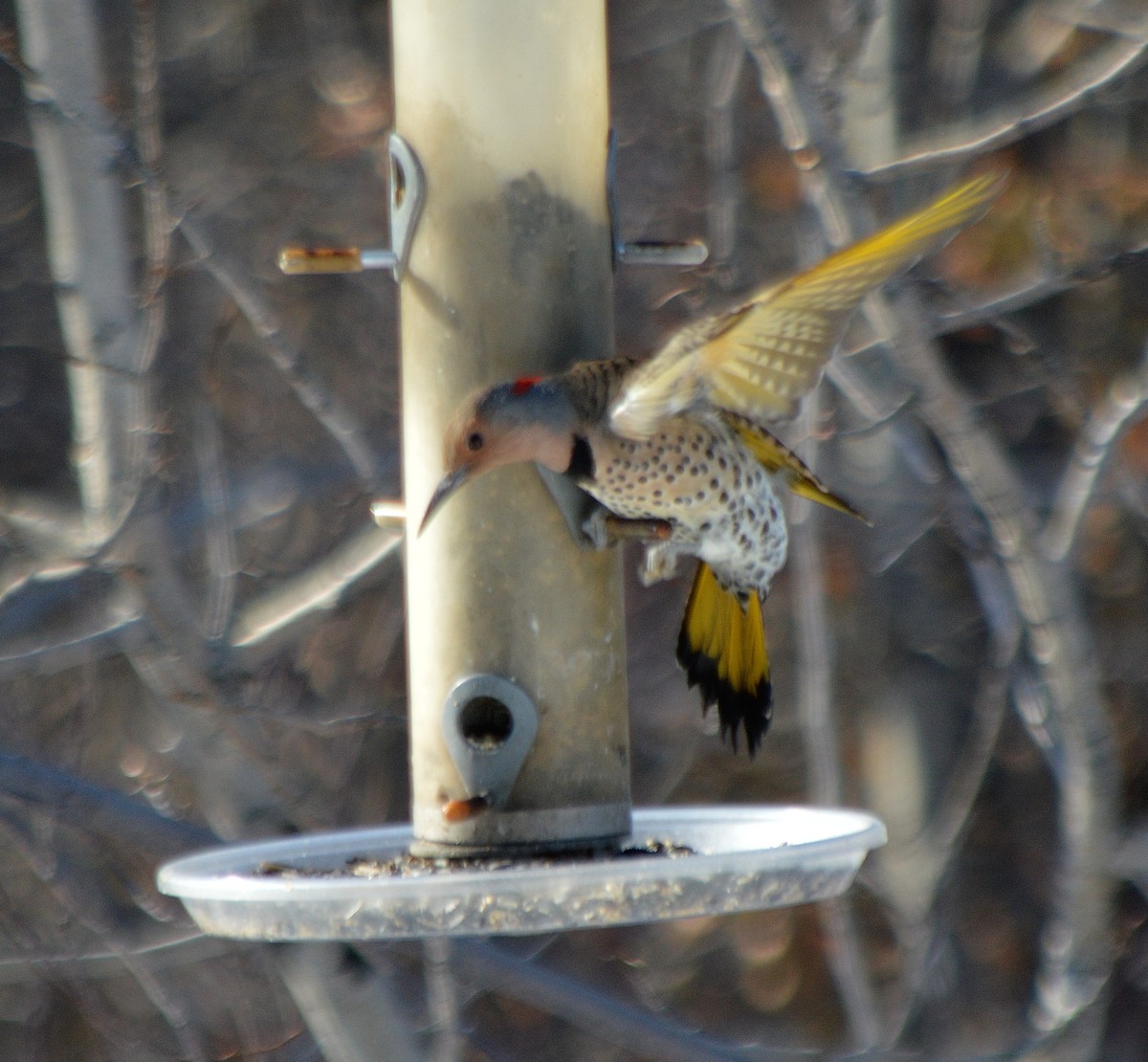 Northern Flicker (Yellow-shafted) - ML507077531