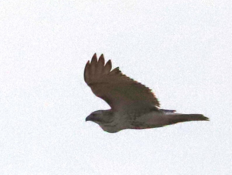 Red-tailed Hawk (Krider's) - ML507077721