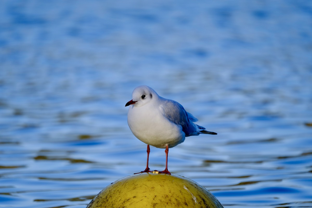 Mouette rieuse - ML507078771