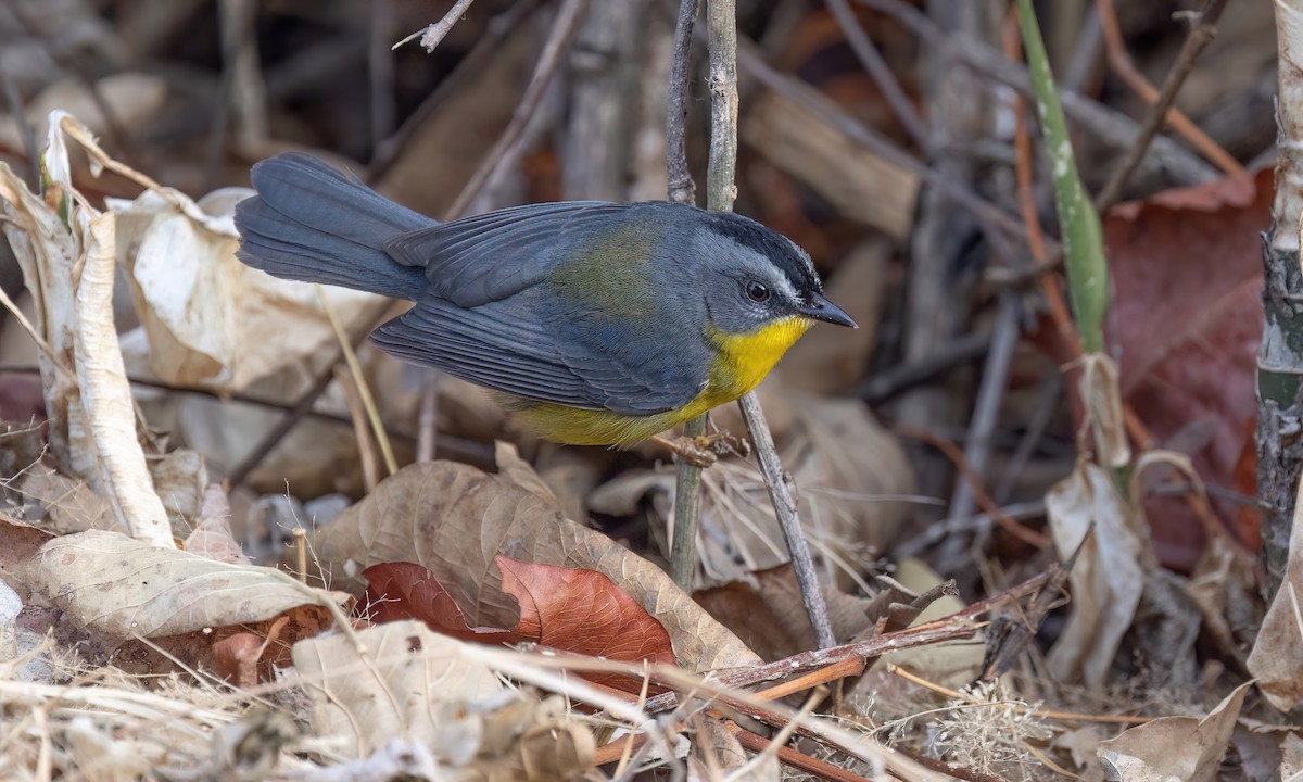 Gray-and-gold Warbler - Paul Fenwick