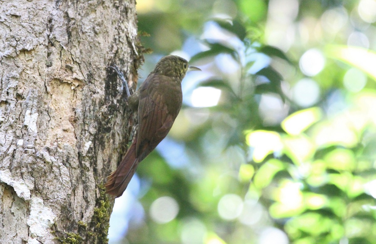 Spotted Woodcreeper - ML50709041