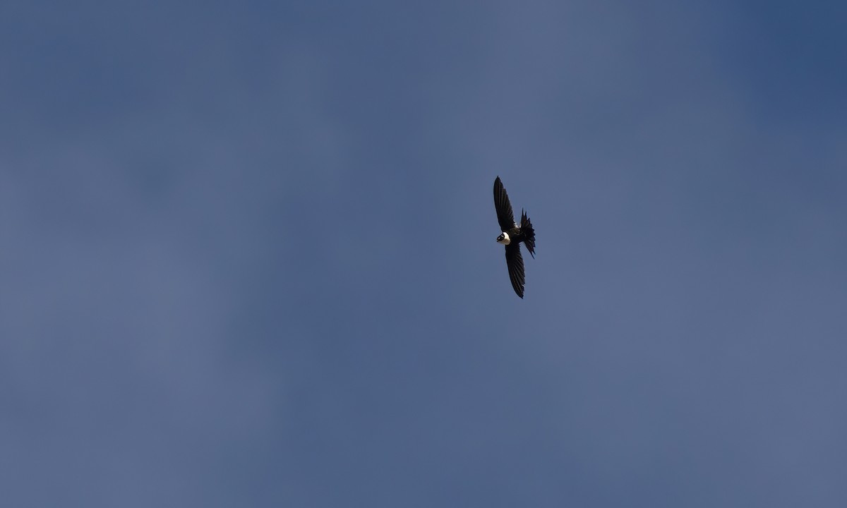 Lesser Swallow-tailed Swift - ML507096991