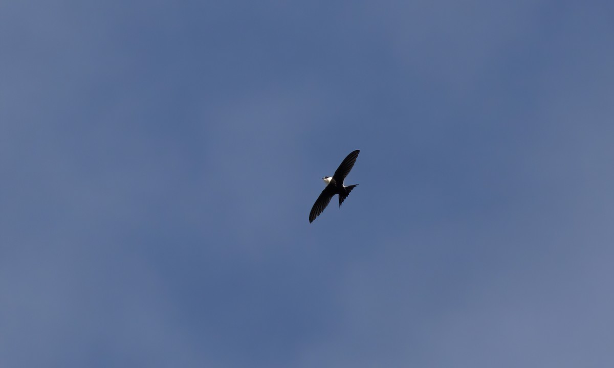 Lesser Swallow-tailed Swift - ML507097051