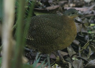 Highland Tinamou, ML50709721