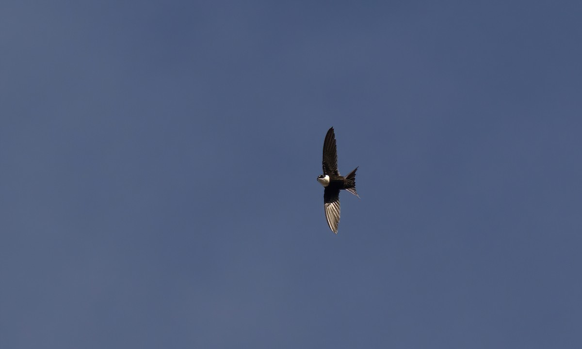 Lesser Swallow-tailed Swift - ML507097211