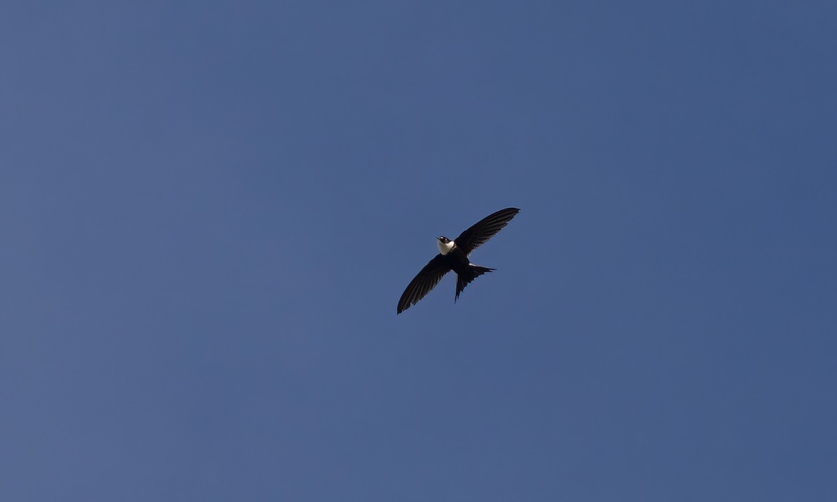Lesser Swallow-tailed Swift - ML507097231