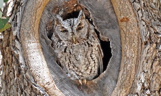 - Whiskered Screech-Owl