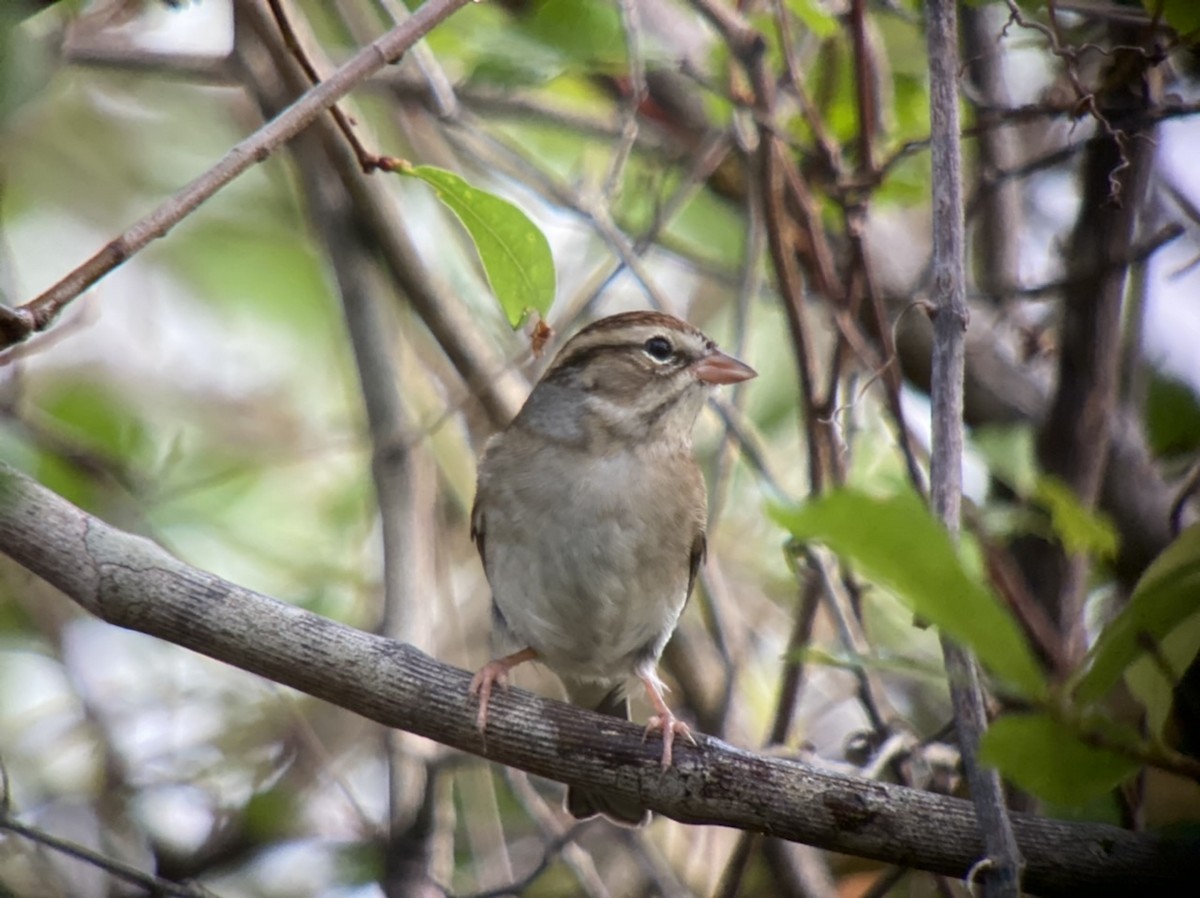 Chipping Sparrow - ML507118581