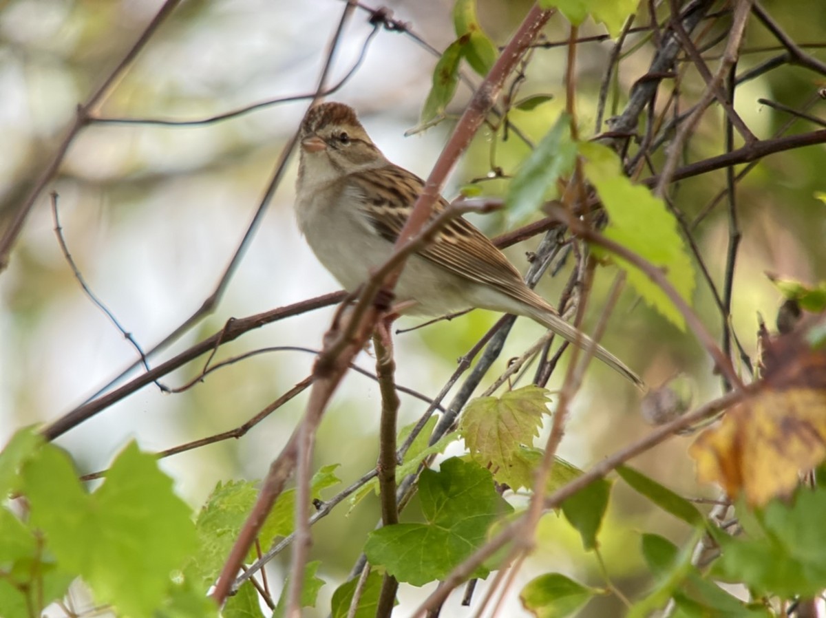 Chipping Sparrow - ML507118601