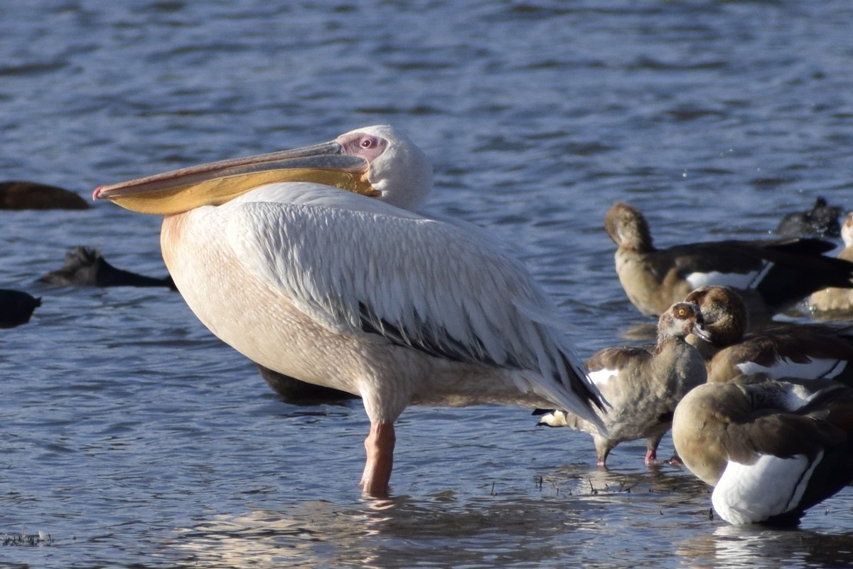 Great White Pelican - Jacob Henry
