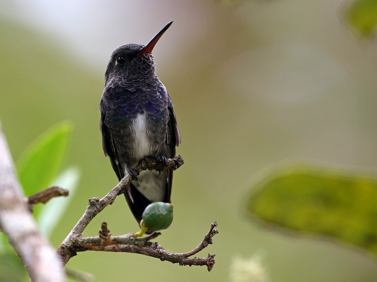kolibřík safírový (ssp. lactea/zimmeri) - ML507139631
