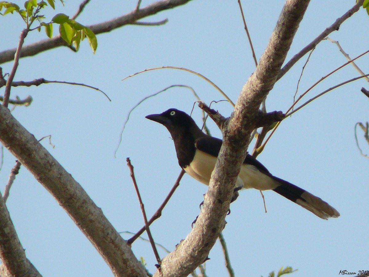 Black-chested Jay - Micheline Bisson