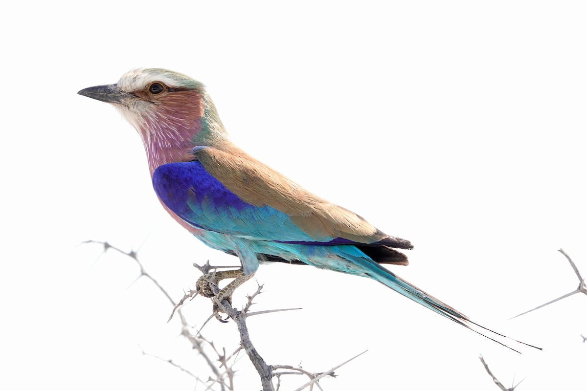 Lilac-breasted Roller - ML507140781