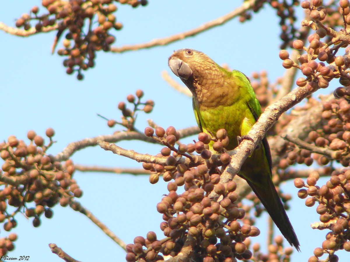 Brown-throated Parakeet - Micheline Bisson