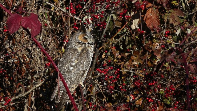 Long-eared Owl - ML507141861