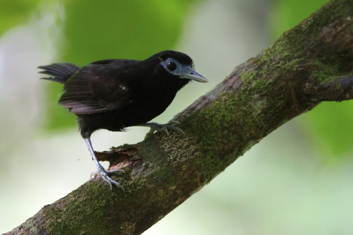 Bare-crowned Antbird - ML50714251