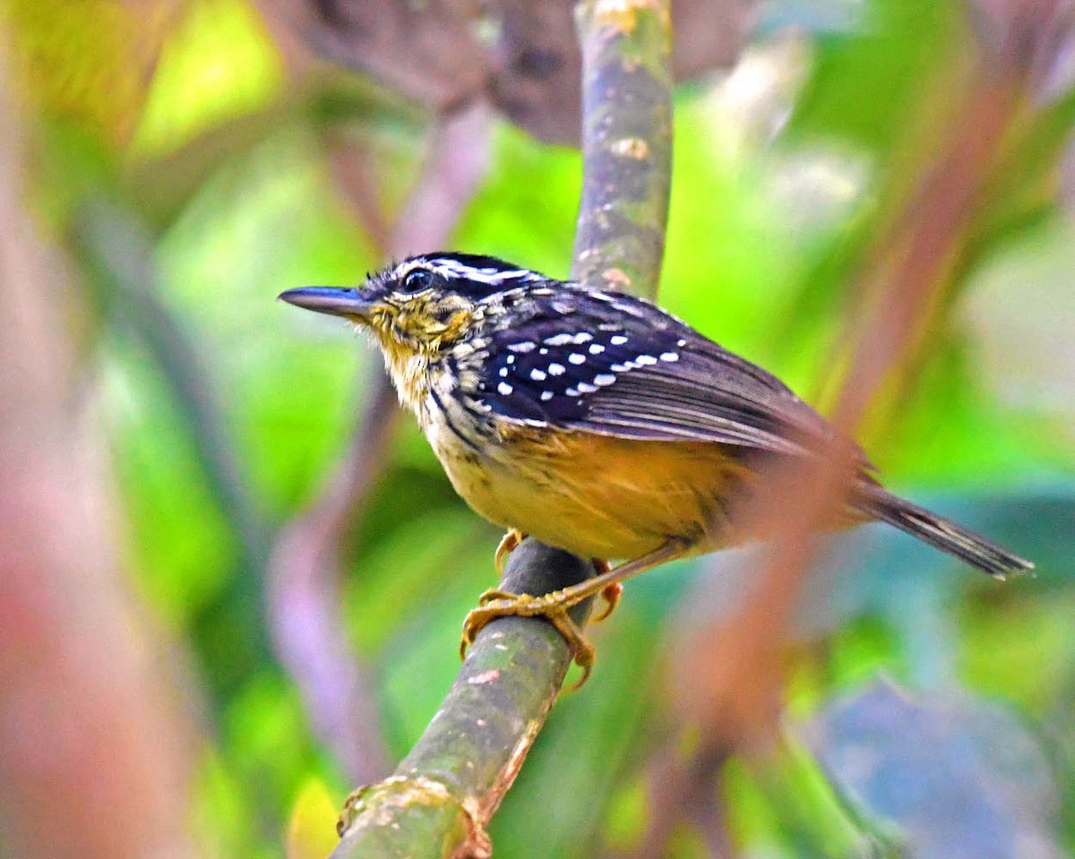 Yellow-breasted Warbling-Antbird - ML507145481