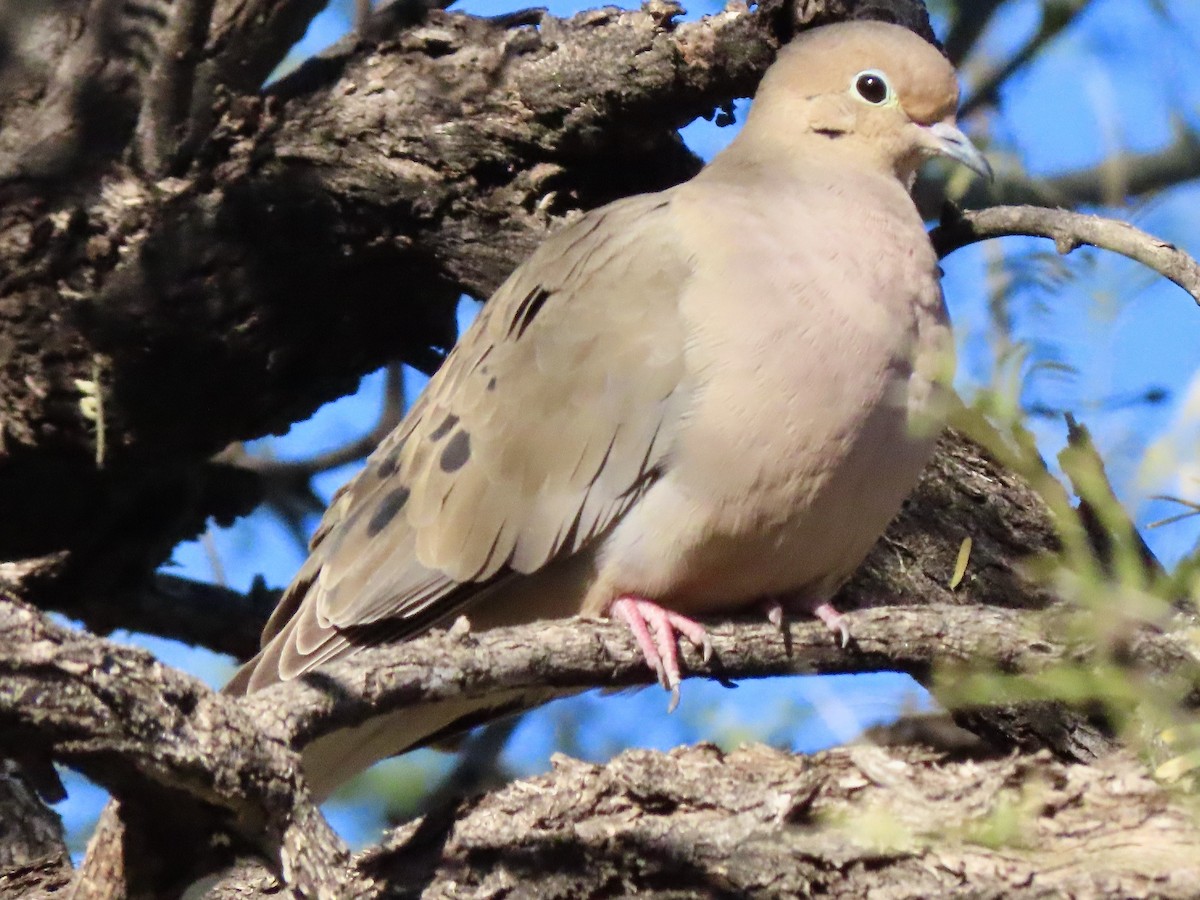 Mourning Dove - Babs Buck