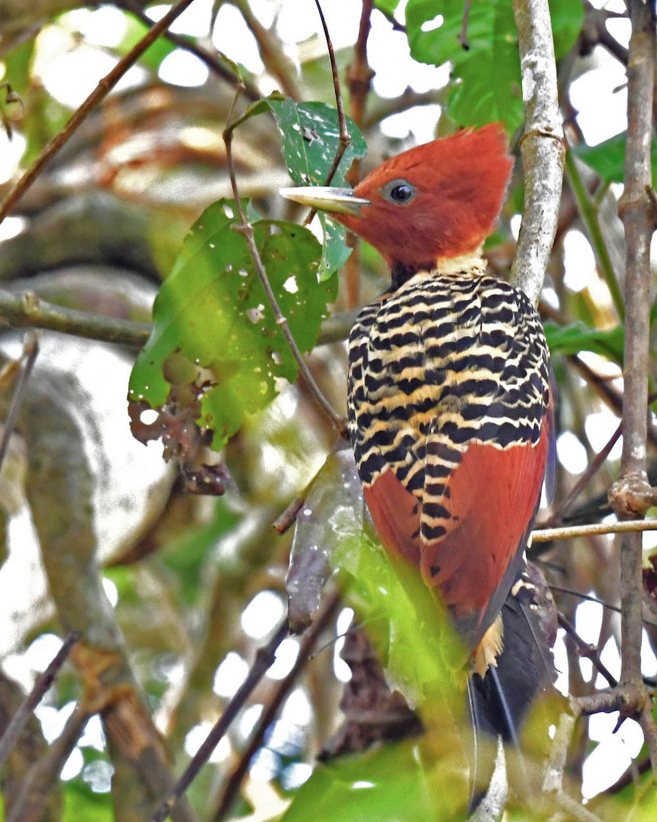 Rufous-headed Woodpecker - ML507150381