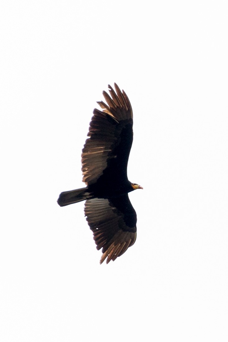 Greater Yellow-headed Vulture - Rob Felix