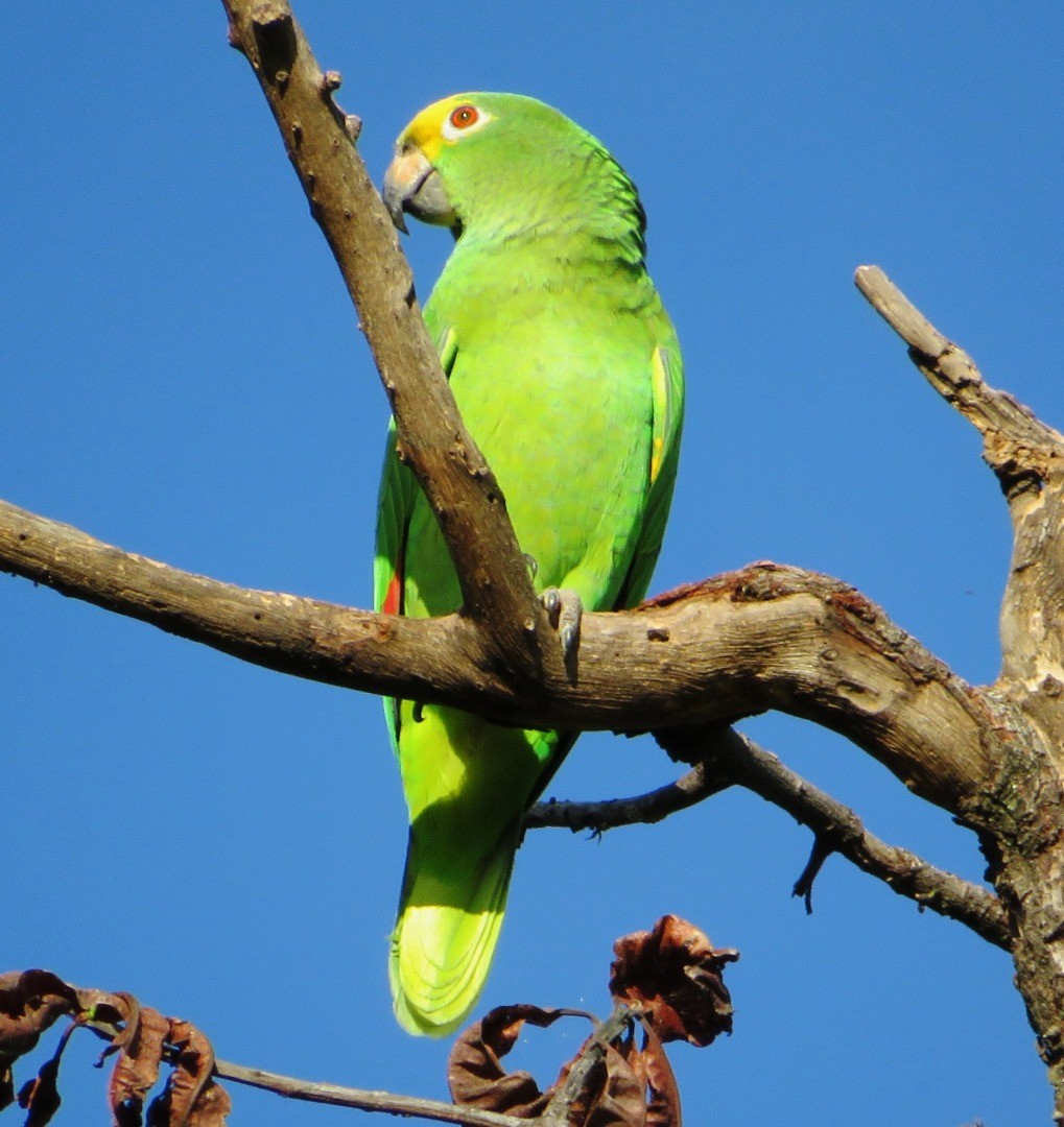 Yellow-crowned Parrot - ML507155861