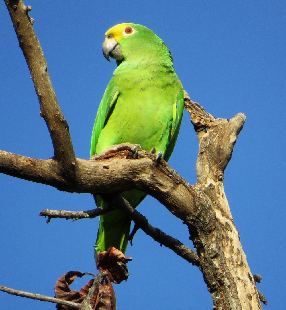 Yellow-crowned Parrot - ML507155871
