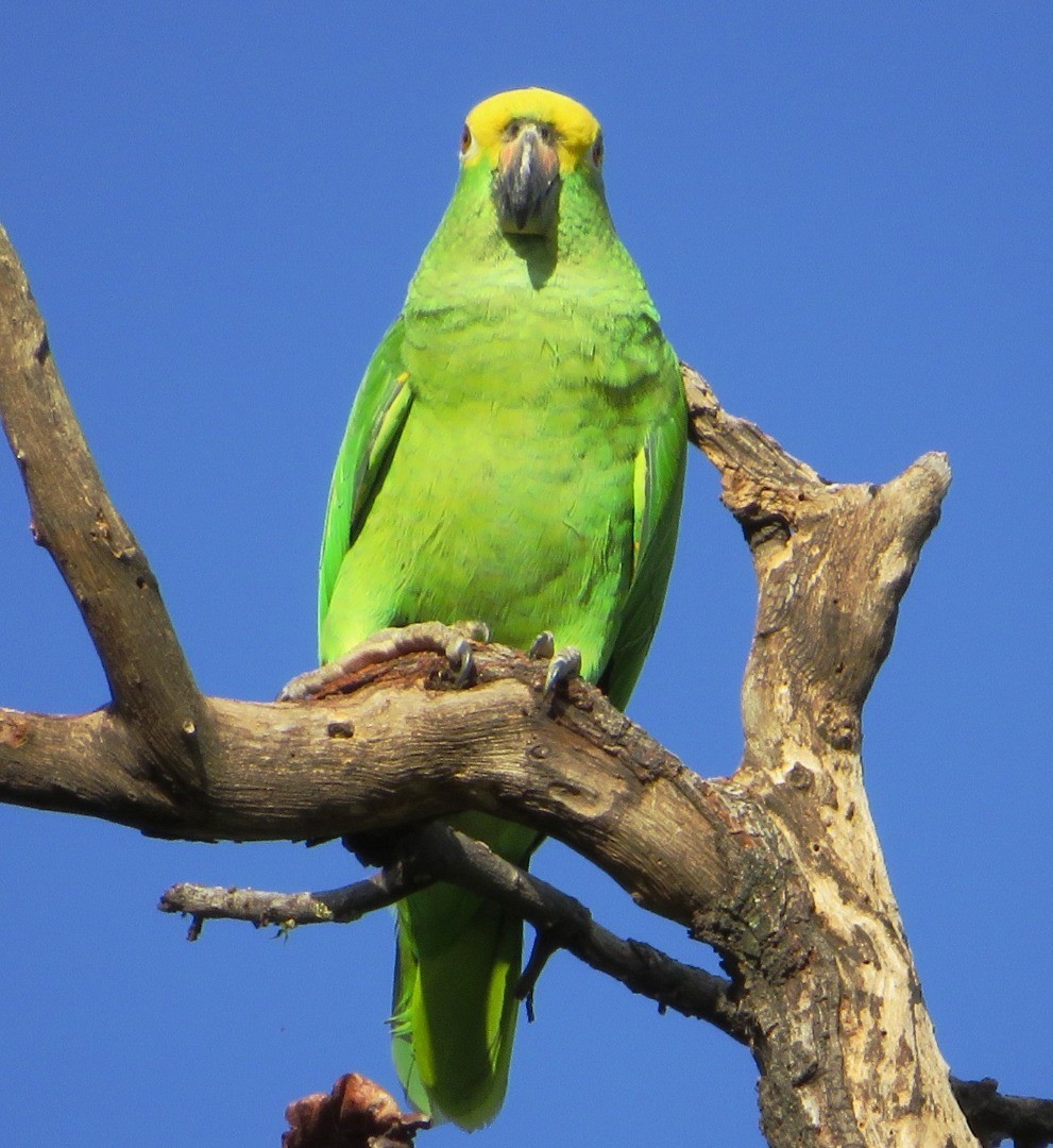 Yellow-crowned Parrot - ML507155881