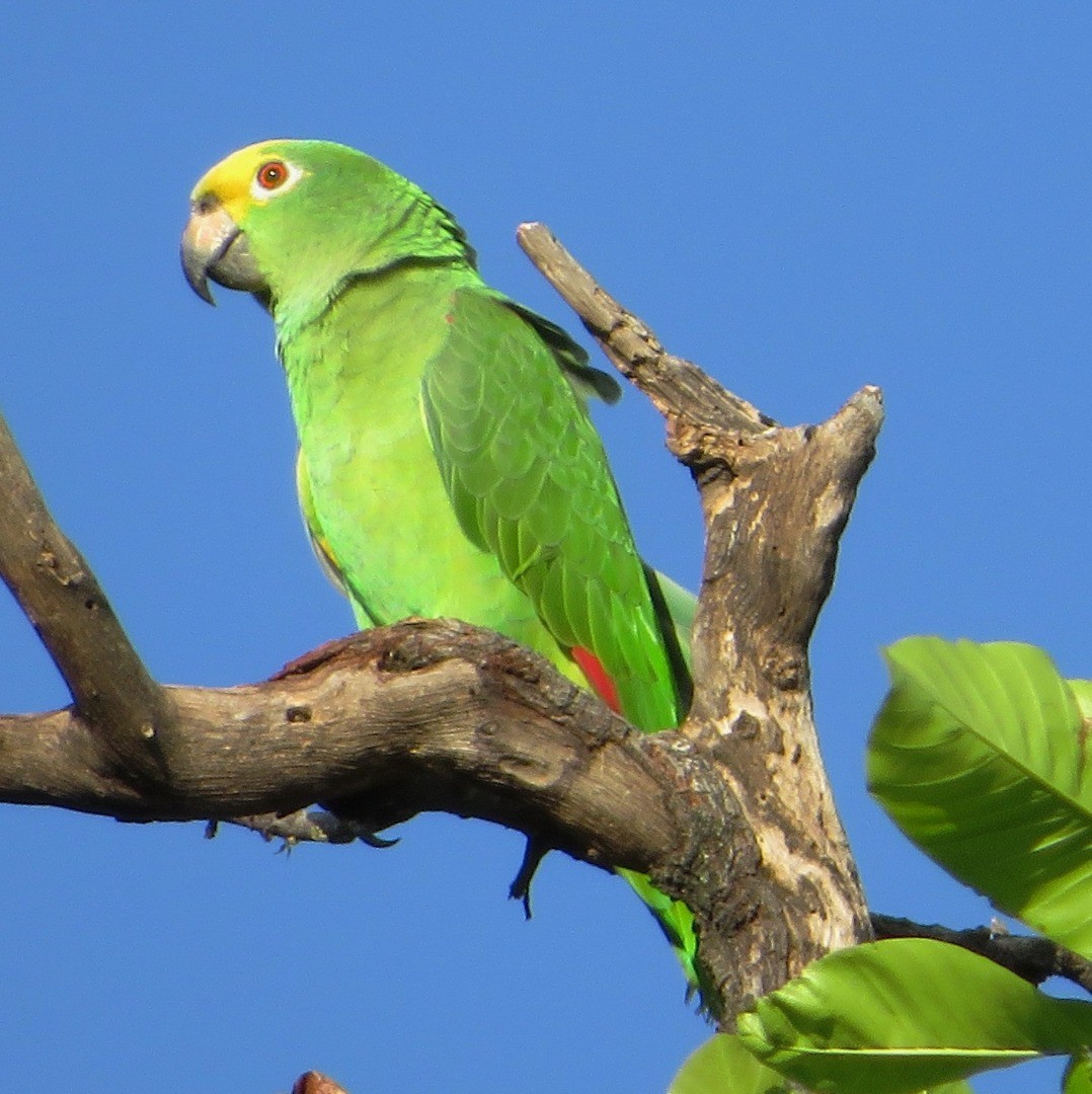 Yellow-crowned Parrot - ML507155891
