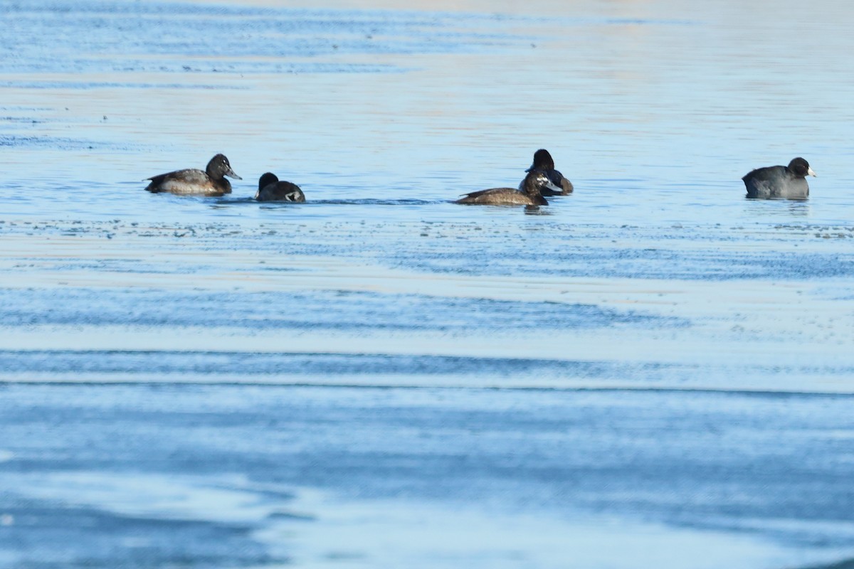 Greater Scaup - ML507155911