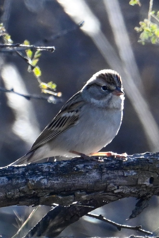 Chipping Sparrow - Kenneth Franklin