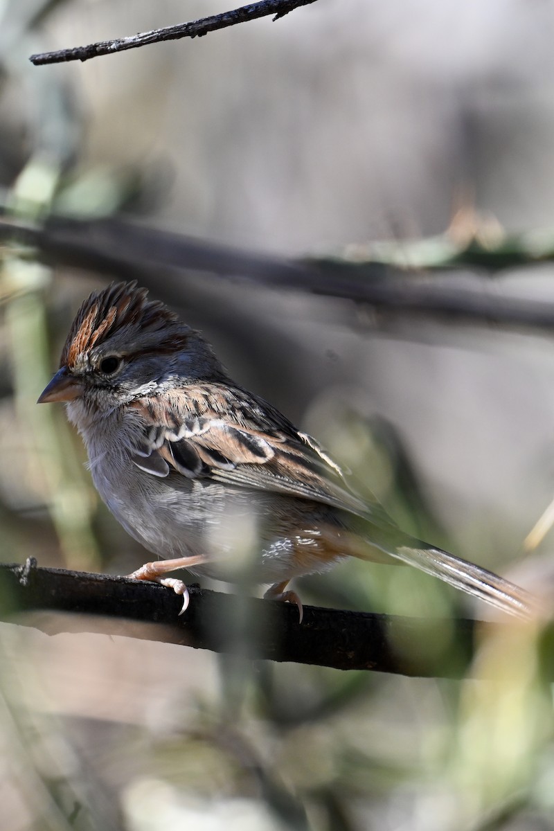 Rufous-winged Sparrow - ML507156621