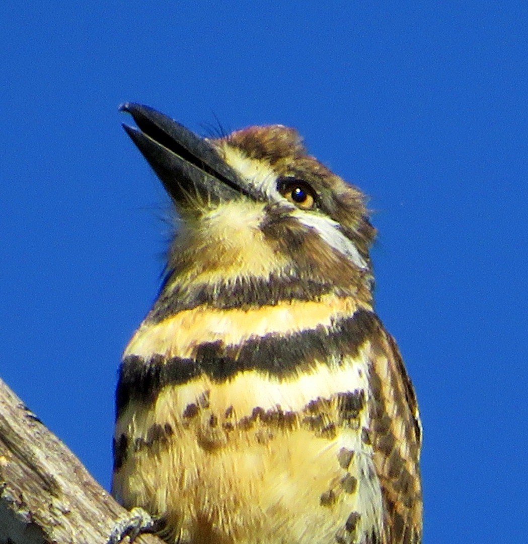 Two-banded Puffbird - ML507156931
