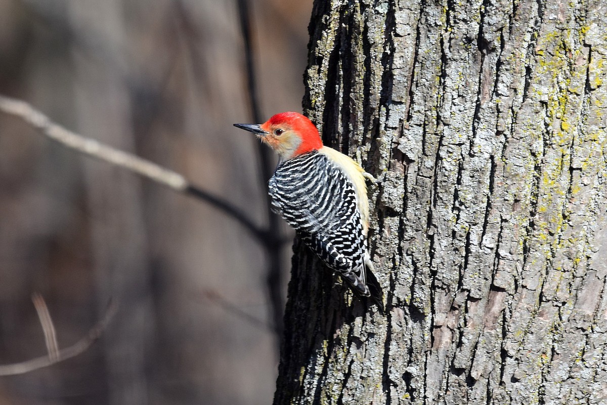 Red-bellied Woodpecker - Joel Trick
