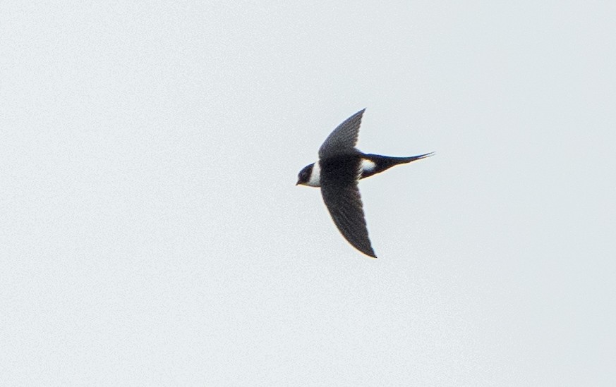 Lesser Swallow-tailed Swift - ML507162131