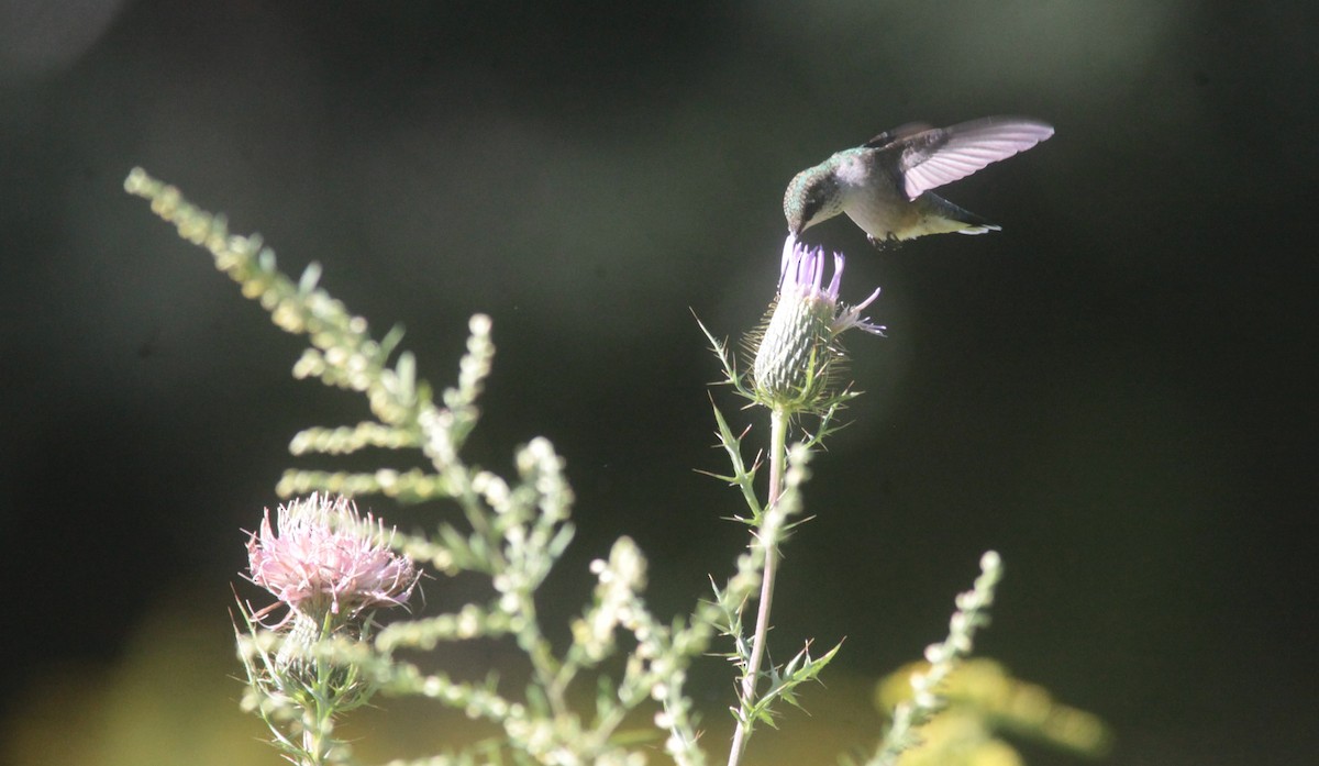 Ruby-throated Hummingbird - Tom Smith