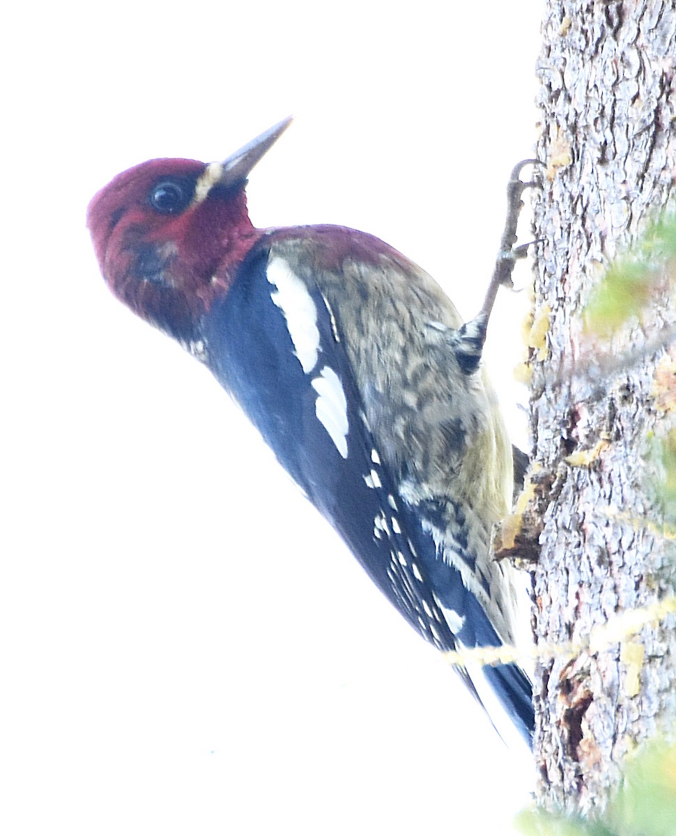 Red-breasted Sapsucker - ML50716631