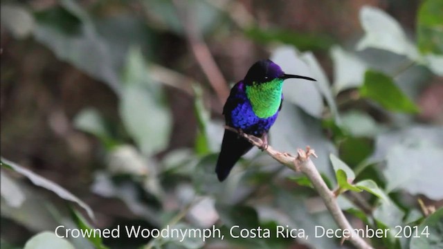 Crowned Woodnymph (Northern/Colombian Violet-crowned) - ML507169681