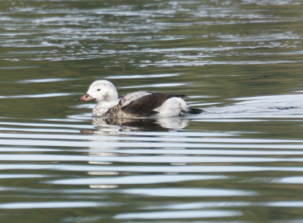 Long-tailed Duck - ML507174791