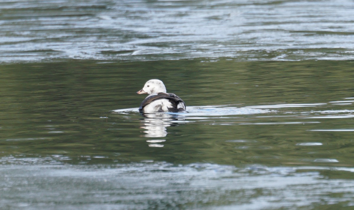 Long-tailed Duck - ML507174801