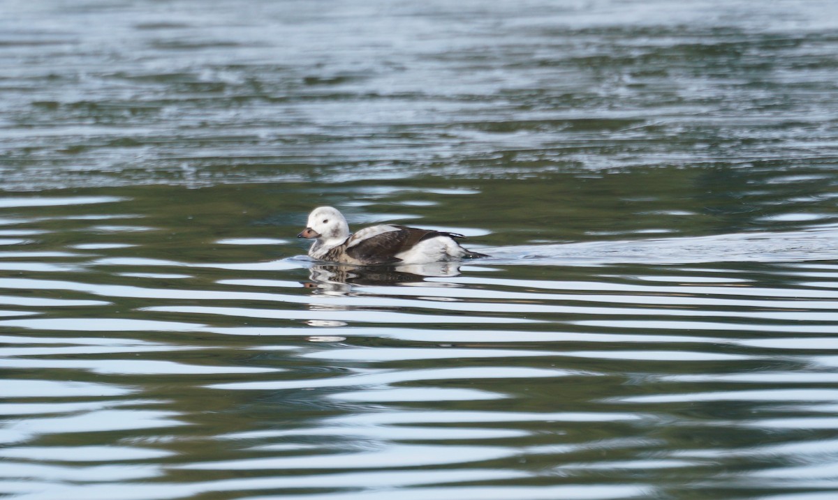 Long-tailed Duck - ML507174811
