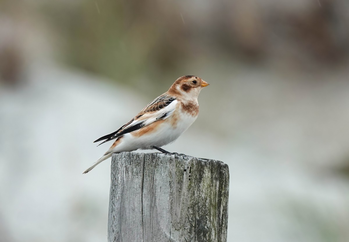 Snow Bunting - Pam Vercellone-Smith
