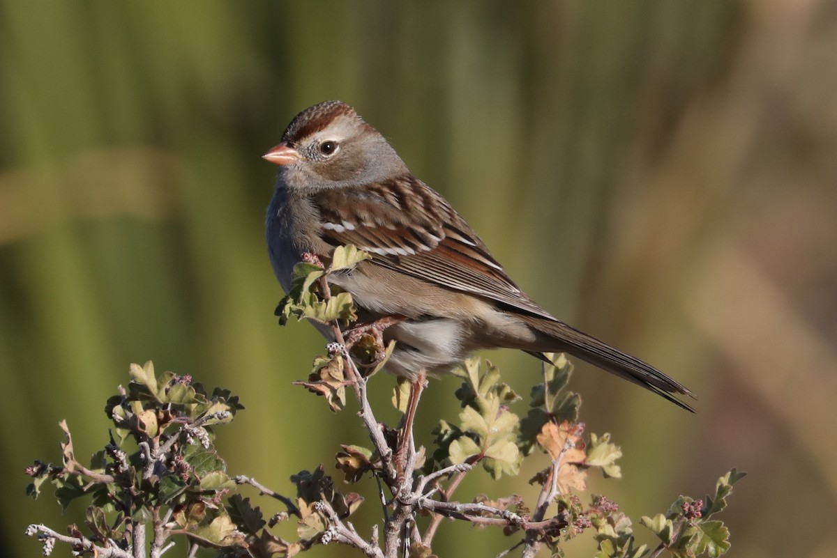 White-crowned Sparrow - James Rieman