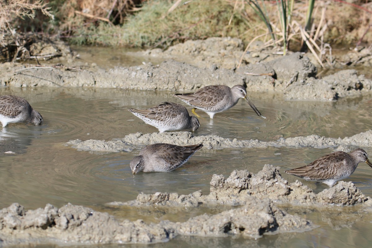 Long-billed Dowitcher - ML507179571