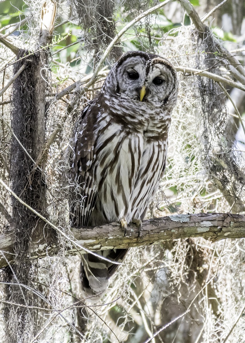 Barred Owl - ML50718261