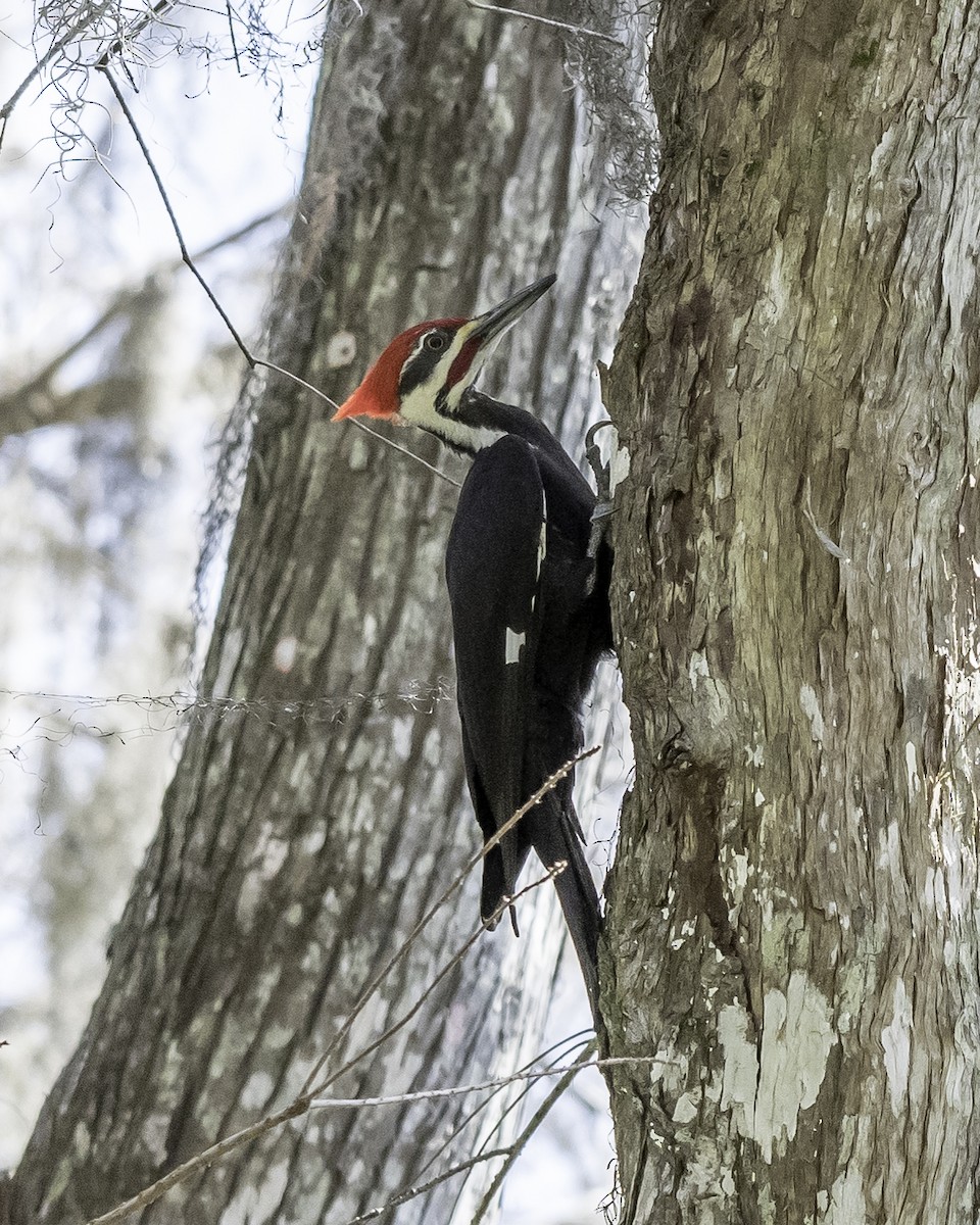 Pileated Woodpecker - ML50718531