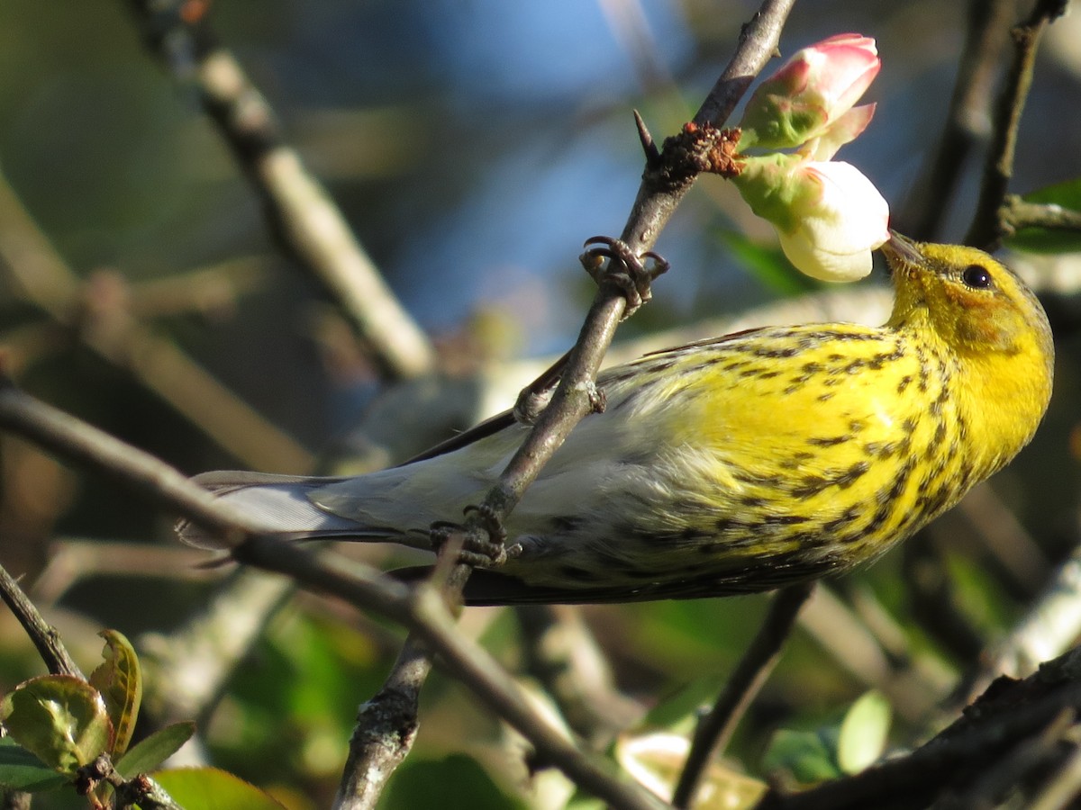 Cape May Warbler - ML50718901