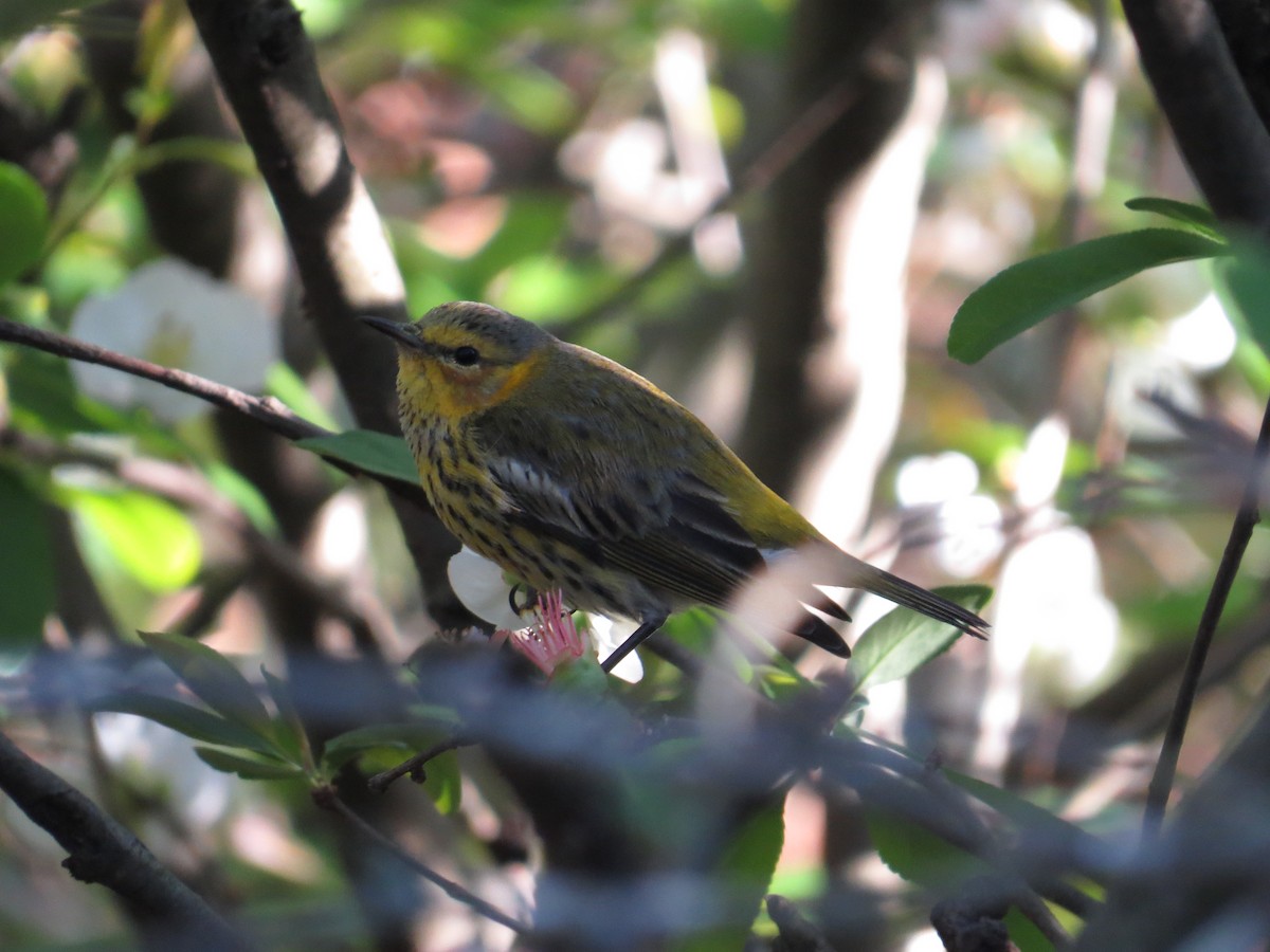 Cape May Warbler - ML50718991