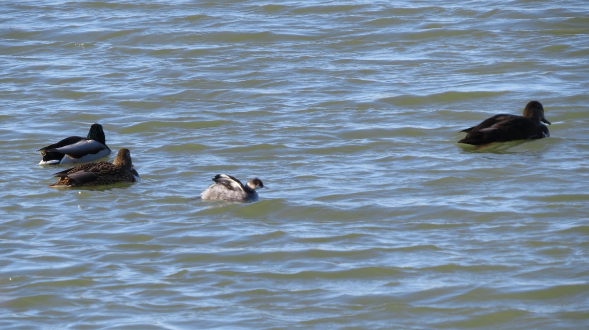 ebird-checklist-25-nov-2022-advocate-sherman-hospital-3-species