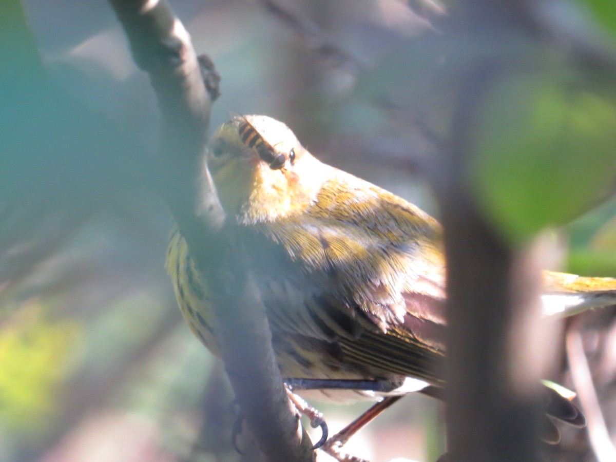 Cape May Warbler - ML50719111